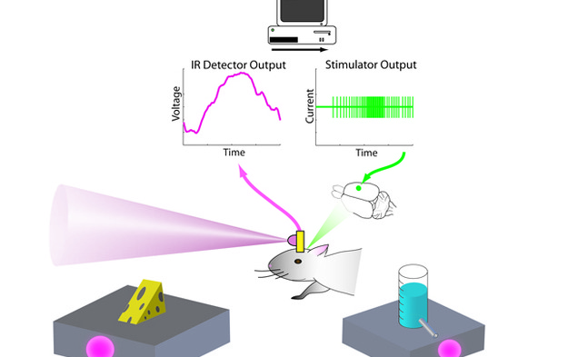 http://lumistarcorp.com/blog/wp-content/uploads/2013/01/IR-Rat-Image.png Infrared signals, which the rat senses through a device attached to its brain, lead the rat to a reward. The device enables the rodent to feel infrared light. (Figure courtesy of the Nicolelis Lab)